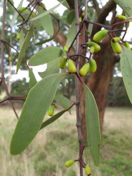 Image of Muellerina