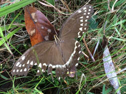 Image of Palamedes Swallowtail