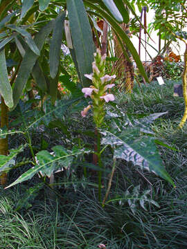 Image of Acanthus montanus (Nees) T. Anders.