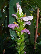 Image of Acanthus montanus (Nees) T. Anders.