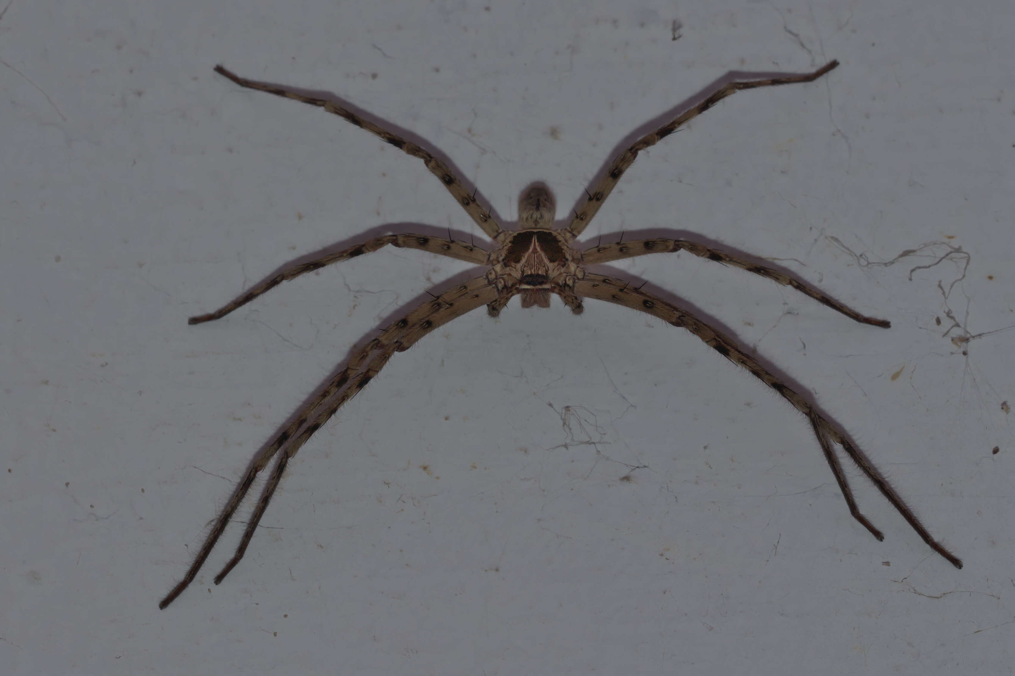 Image of Huntsman spider