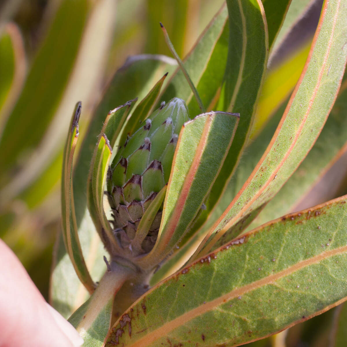 Imagem de Protea burchellii Stapf