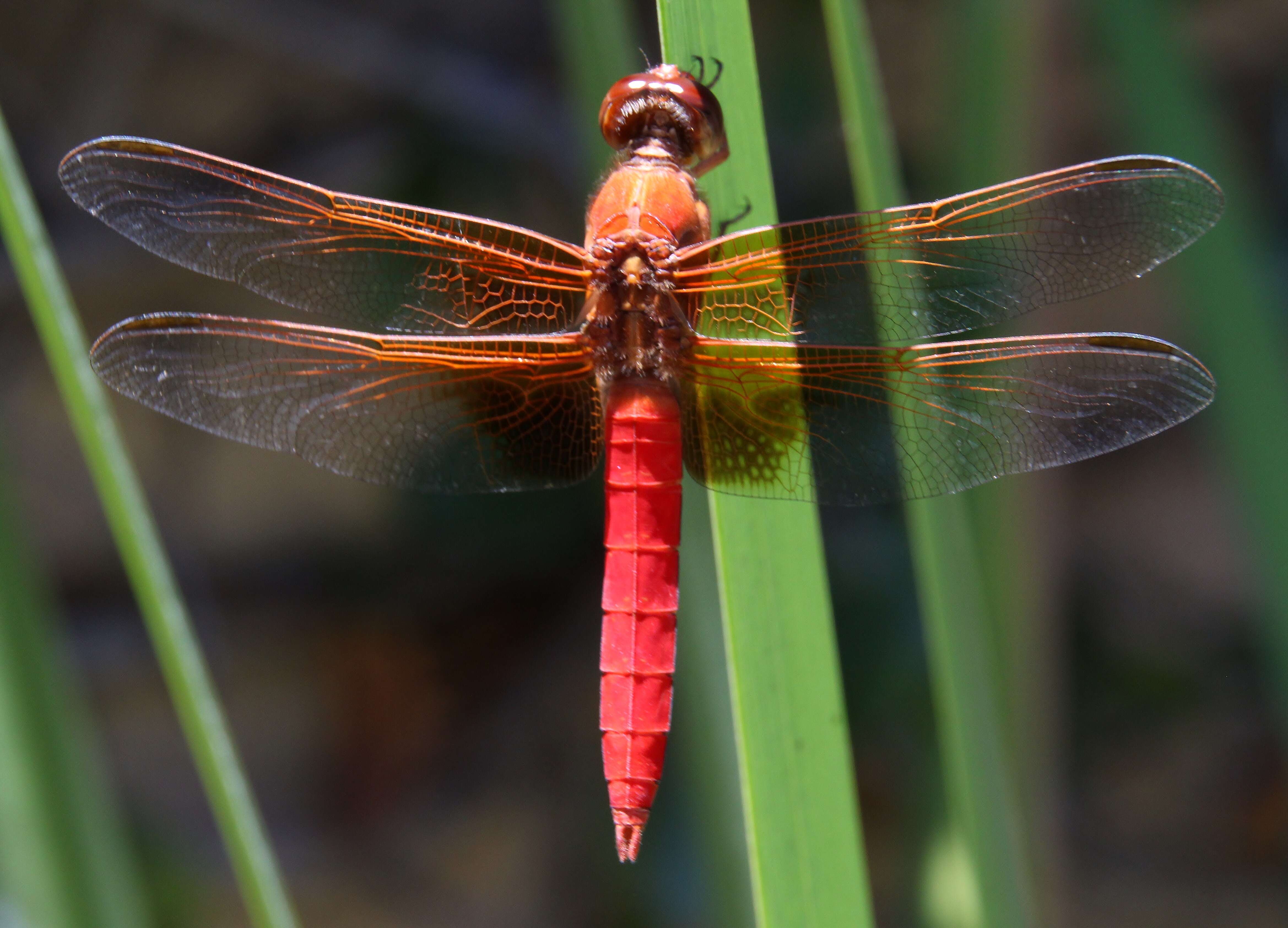 Image of Neon Skimmer