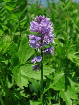 Image of Polygala caucasica Rupr.