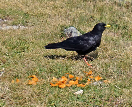 Image of Alpine Chough