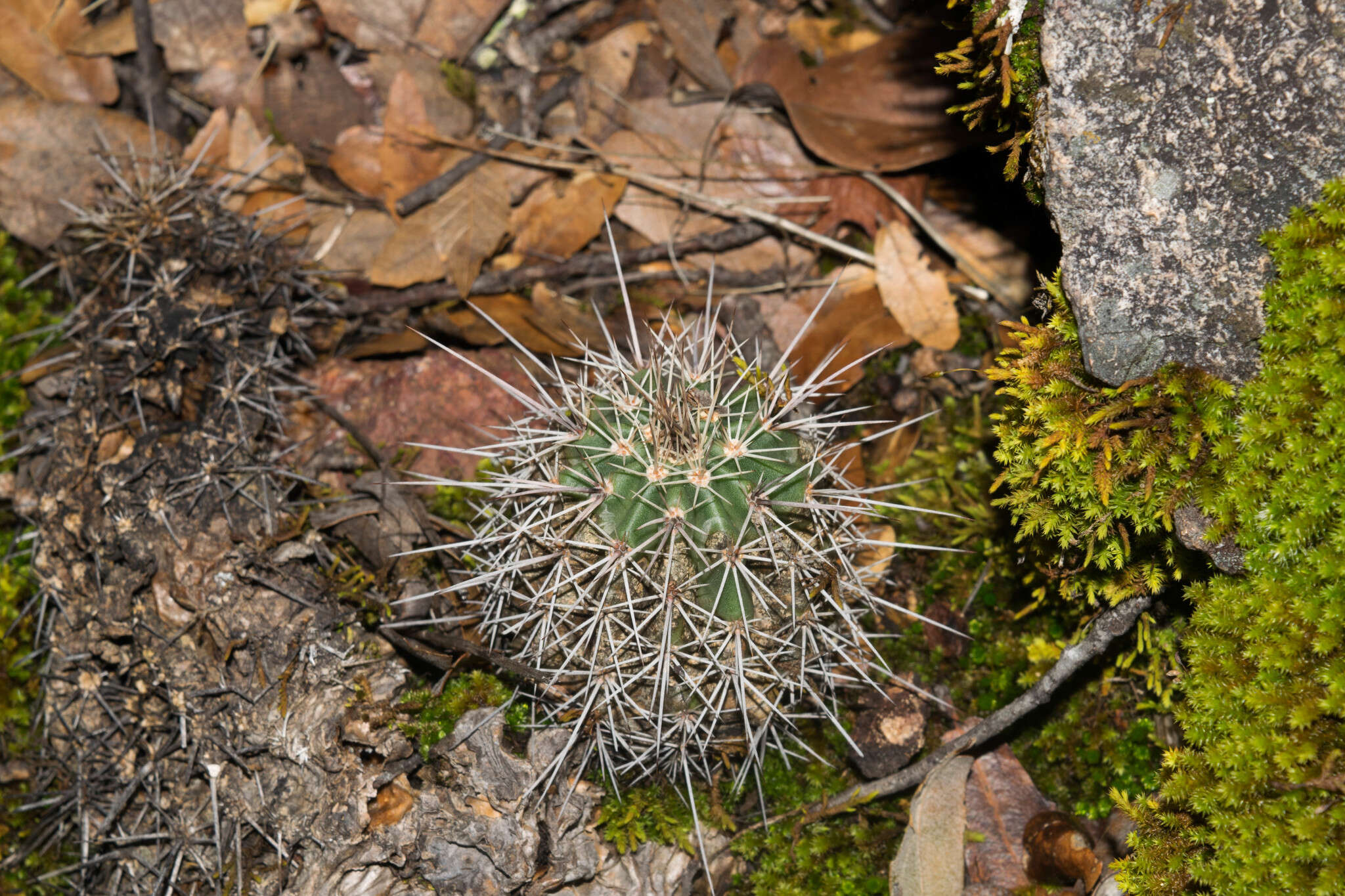 Image de Echinocereus acifer (Otto ex Salm-Dyck) Lem.