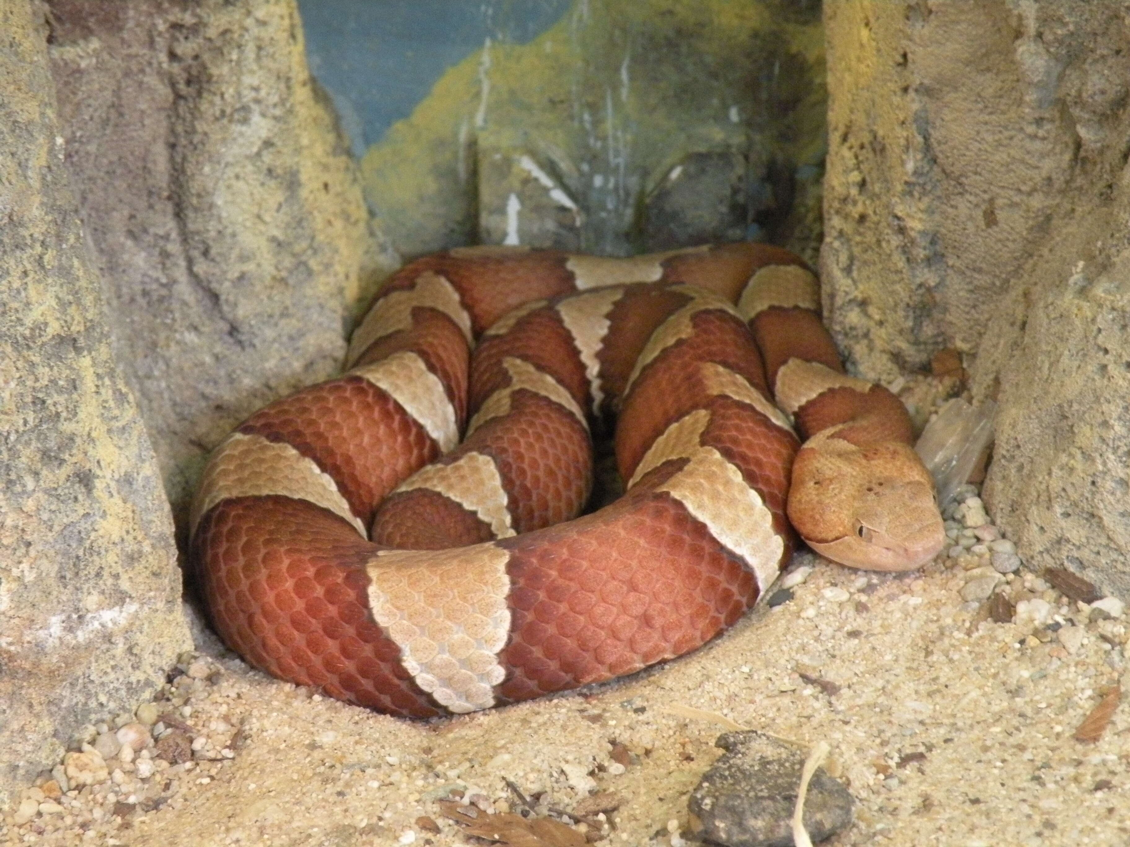 Image of Copperhead