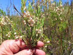 Image of Erica albens var. albens