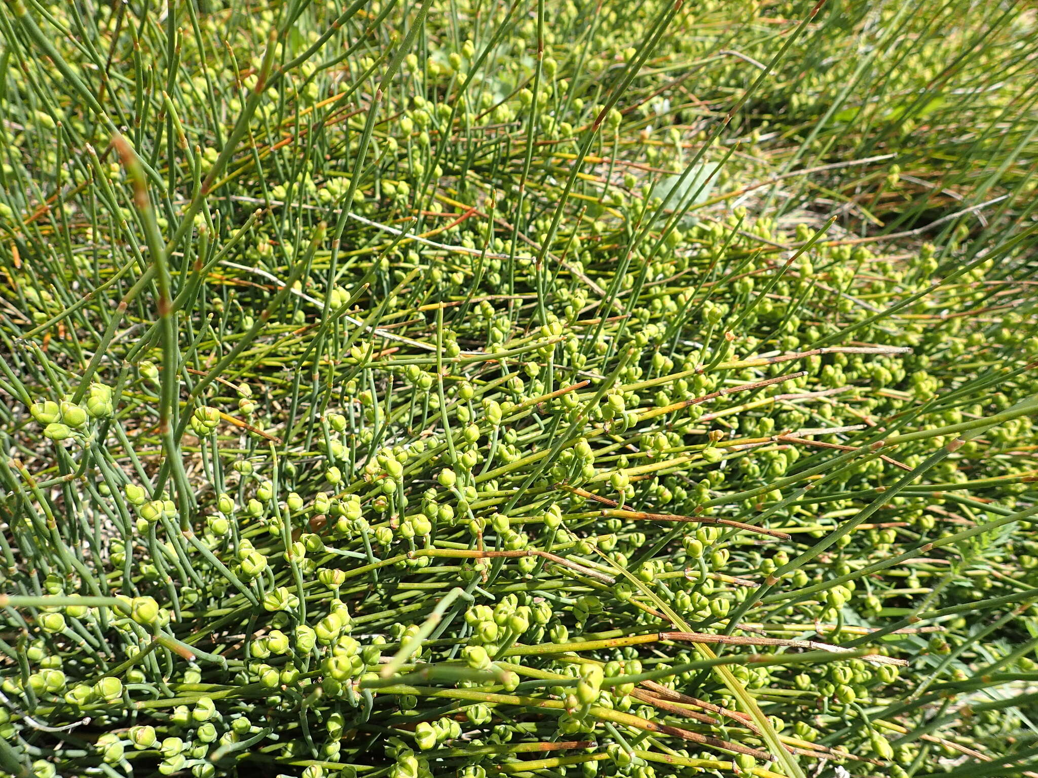 Image of Sea Grape