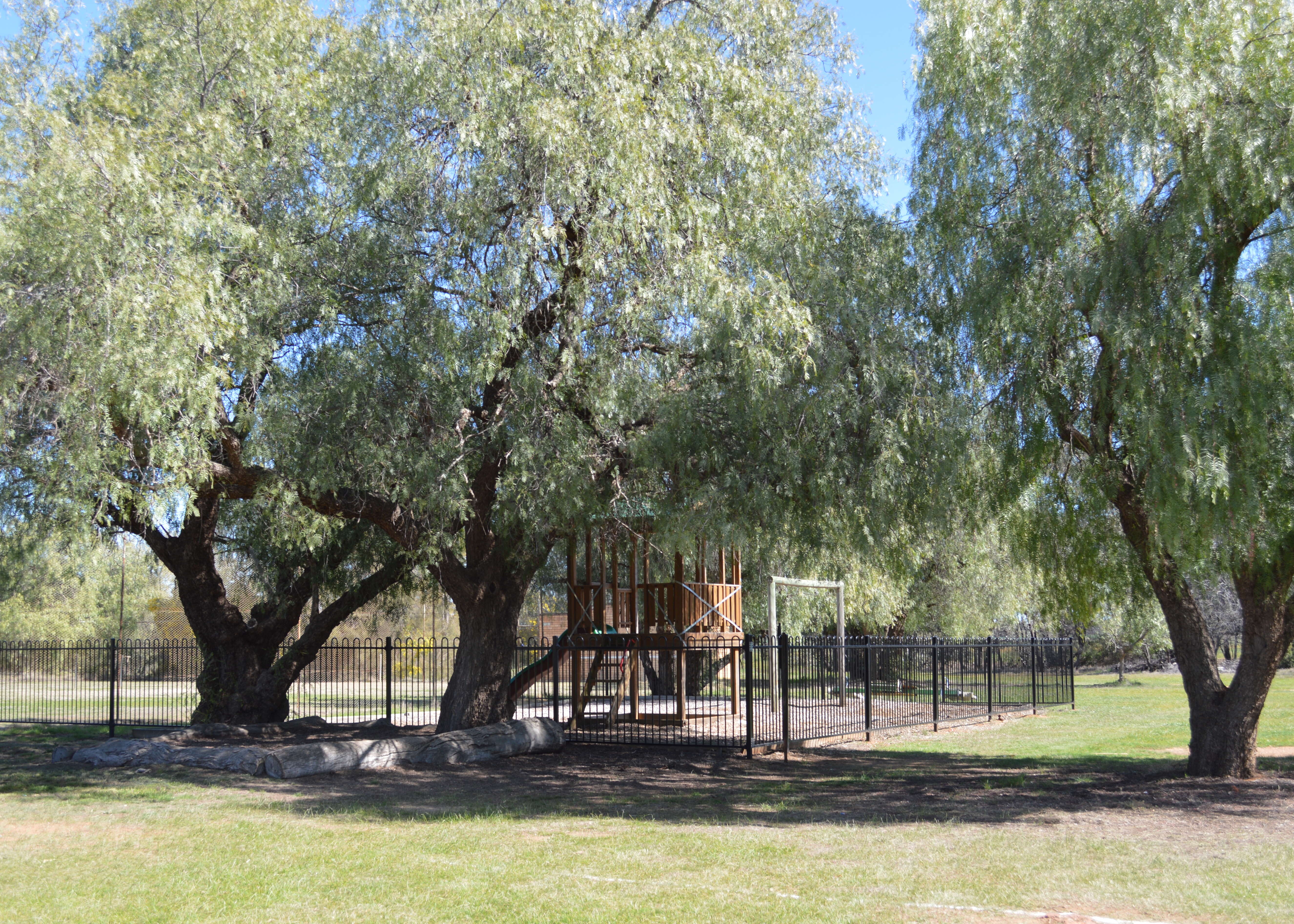 Image of Peruvian peppertree