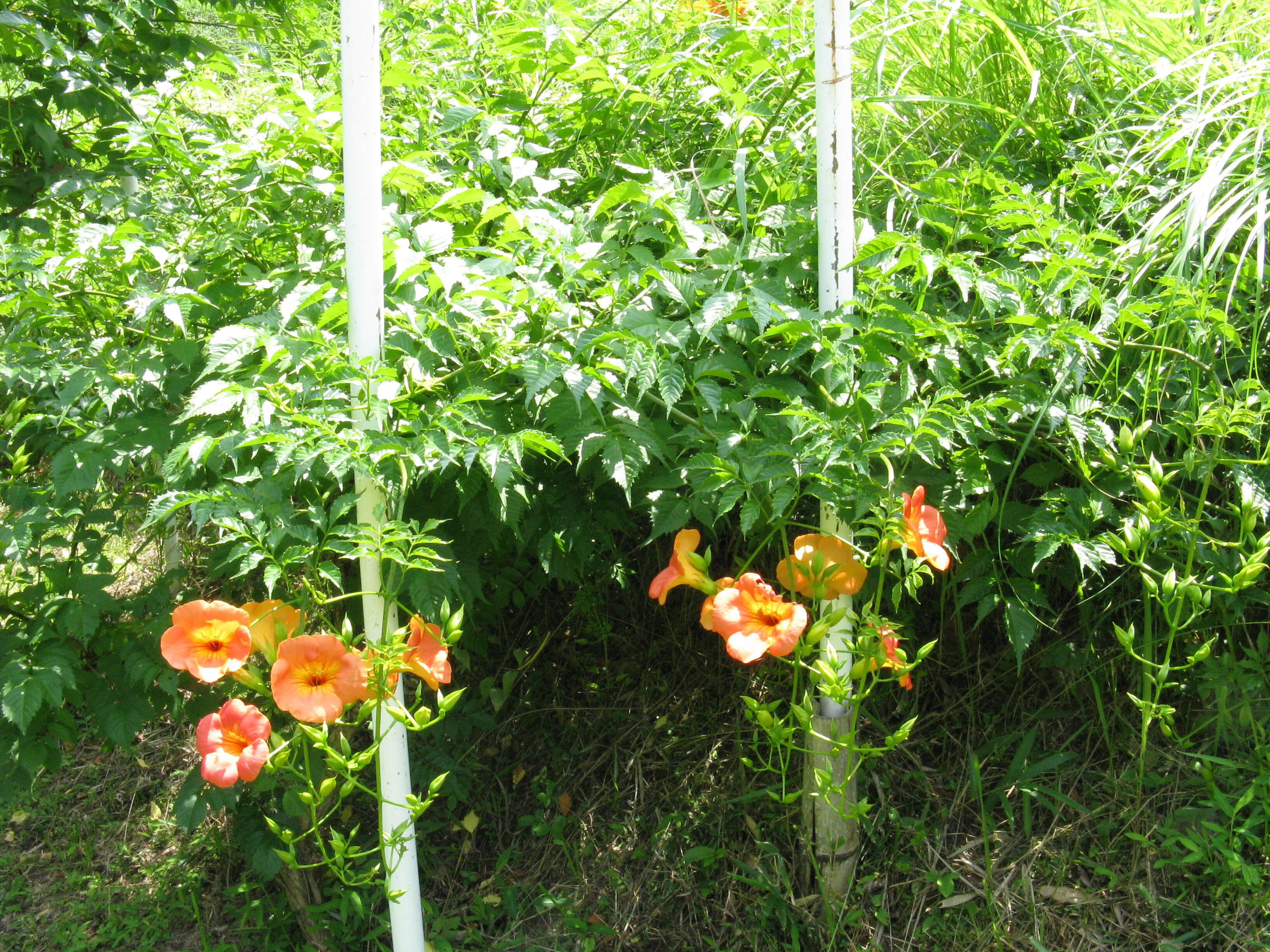 Image of Chinese Trumpet Vine