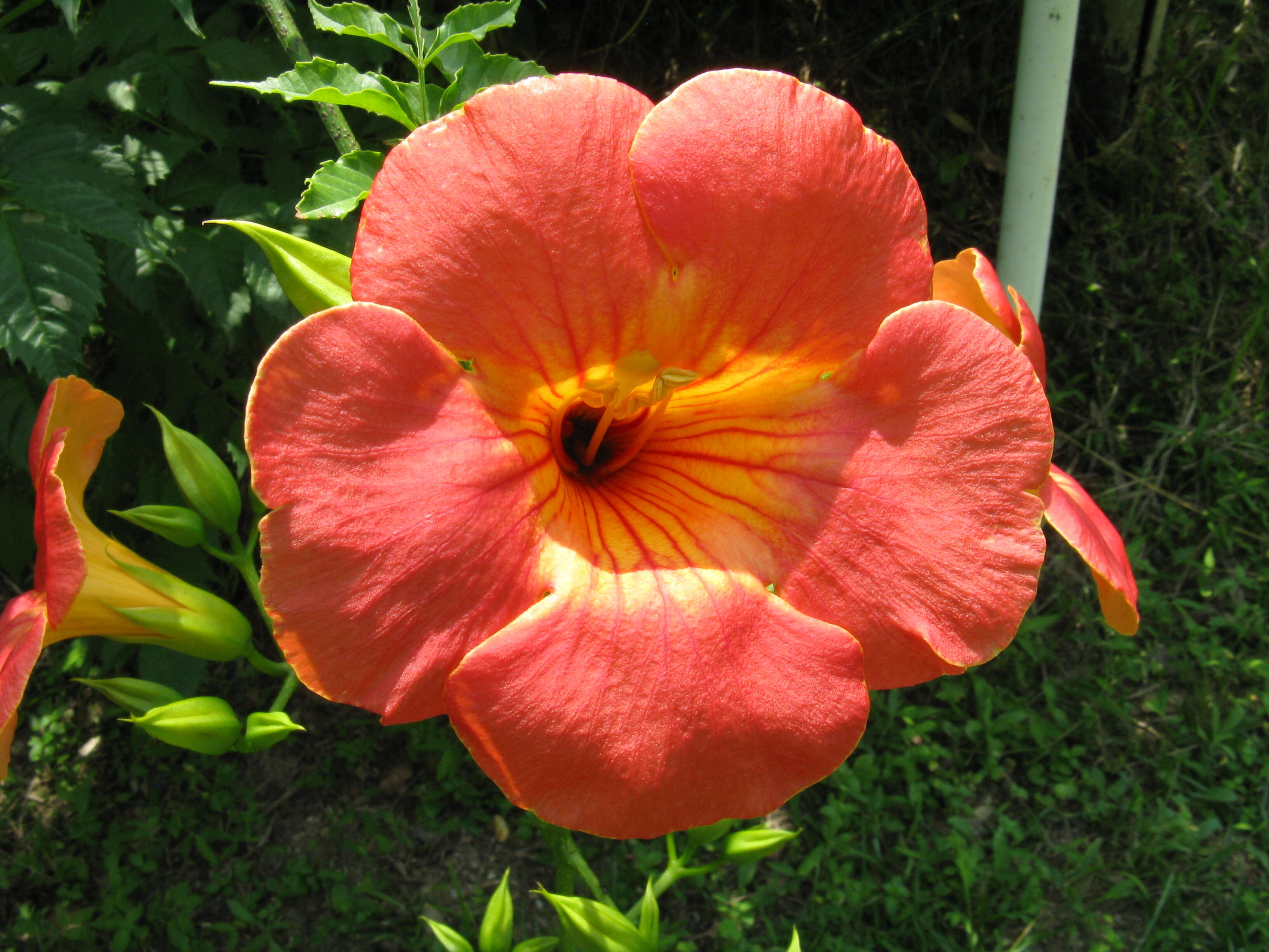 Image of Chinese Trumpet Vine