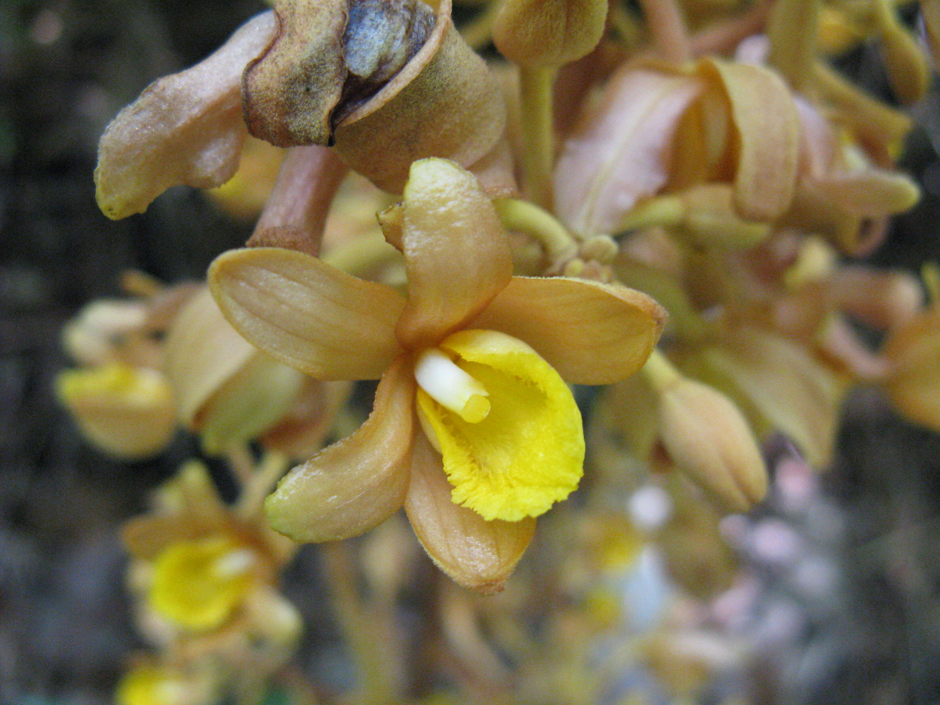 Image of Cyrtosia septentrionalis (Rchb. fil.) Garay