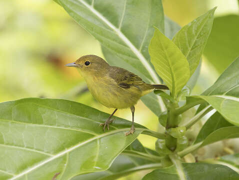 Image of Setophaga petechia erithachorides (Baird & SF 1858)