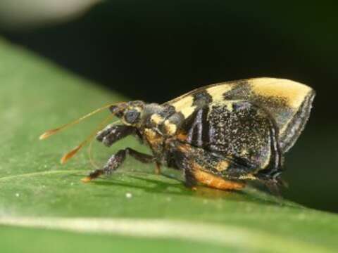 Image of Ourocnemis