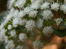 Image of white snakeroot