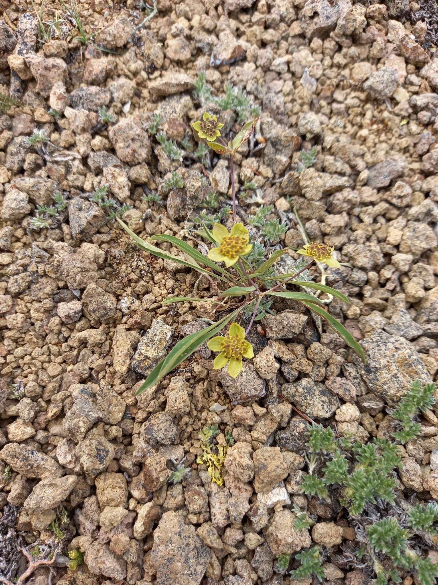 Image of Bupleurum triradiatum Adams ex Hoffm.