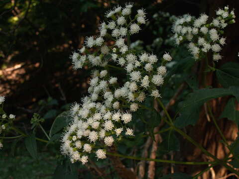 صورة Ageratina altissima (L.) R. King & H. Rob.