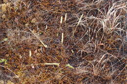 Image of slender clubmoss