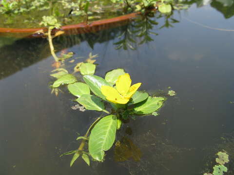 Image of floating primrose-willow