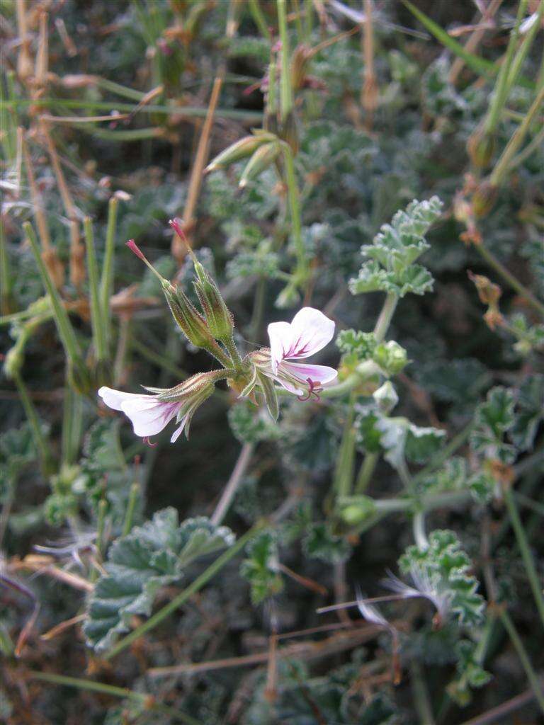 Image of geranium