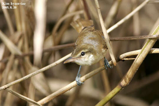 Image of Oriental Reed Warbler