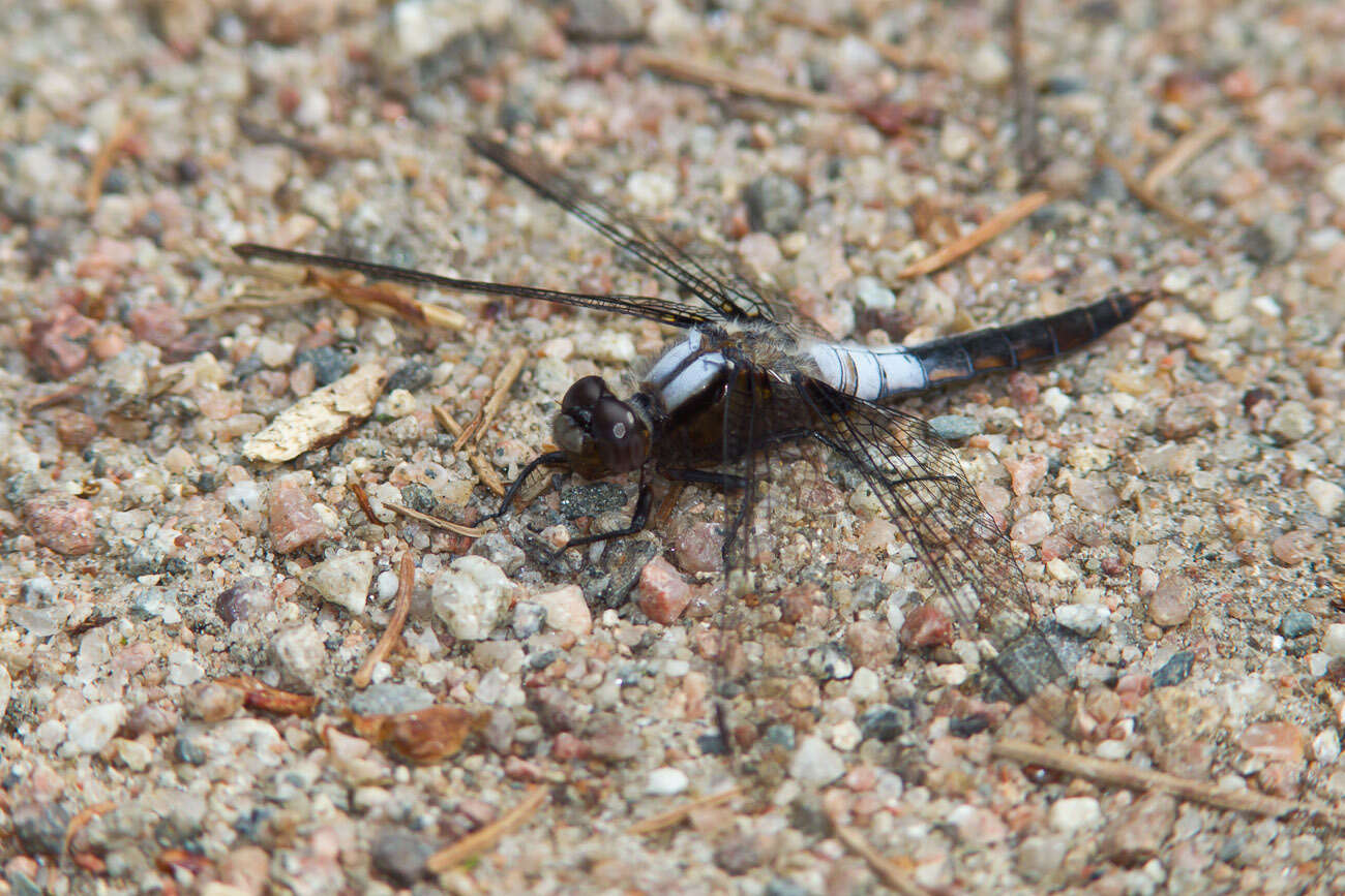 Image of Chalk-fronted Corporal