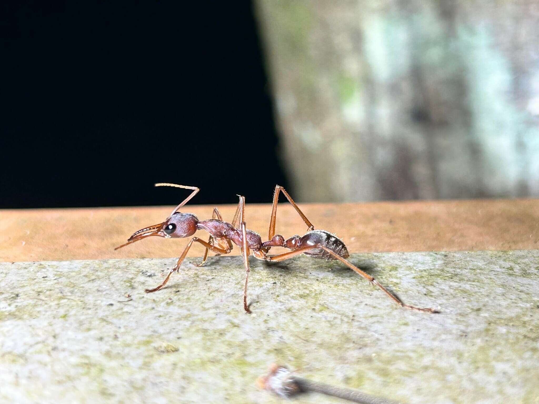 Image of Myrmecia mjobergi Forel 1915