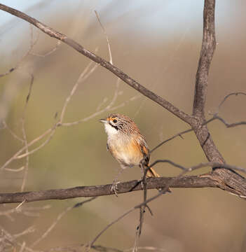 Image of Opalton Grasswren