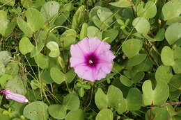 Ipomoea pes-caprae (L.) R. Brown resmi