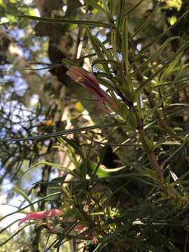 Image of Columnea linearis Oerst.