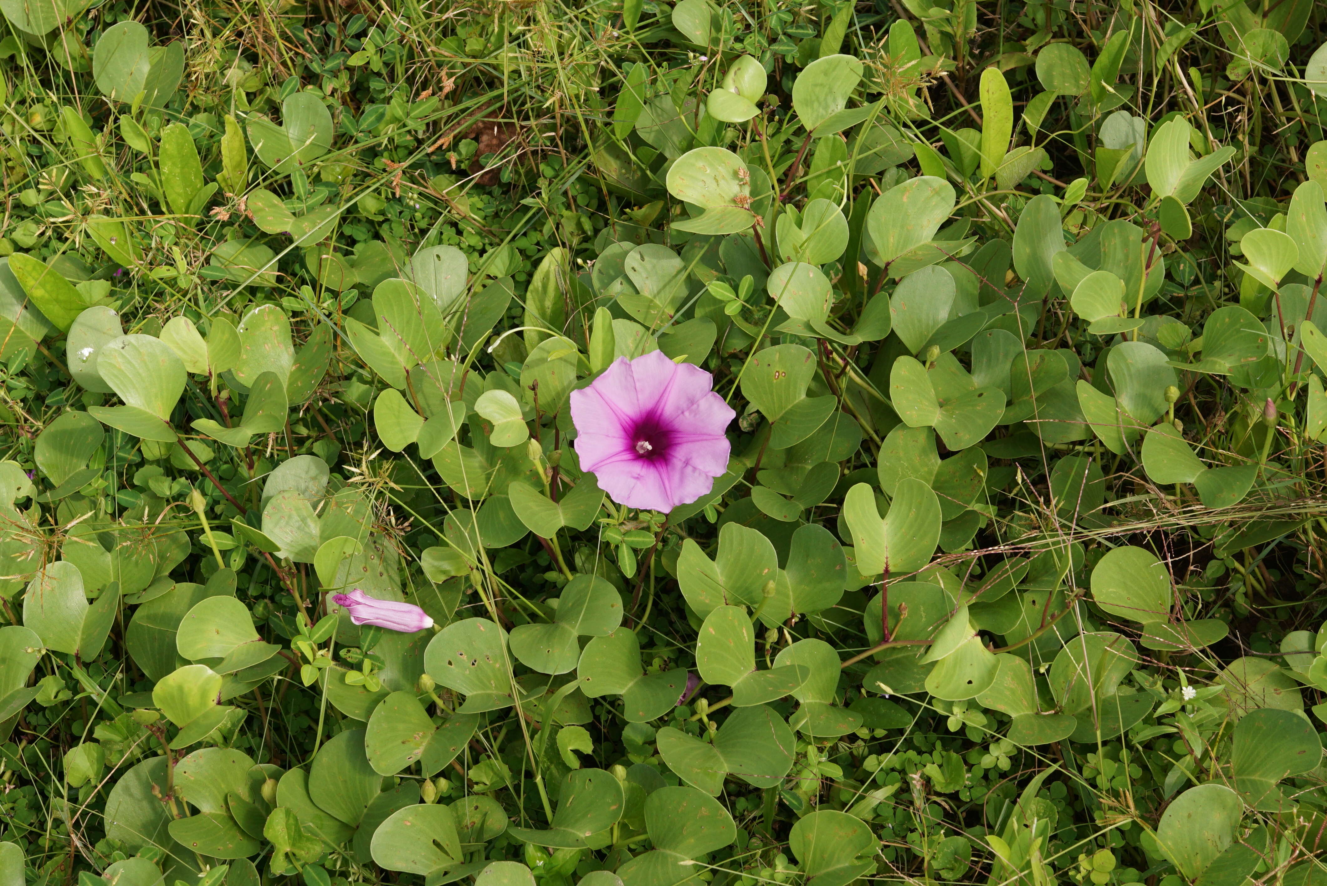 Ipomoea pes-caprae (L.) R. Brown resmi