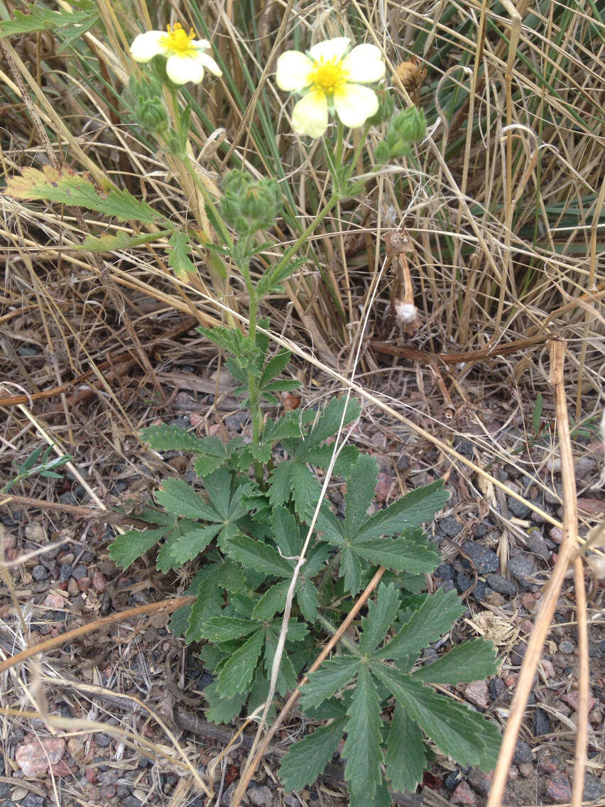 Image of sulphur cinquefoil