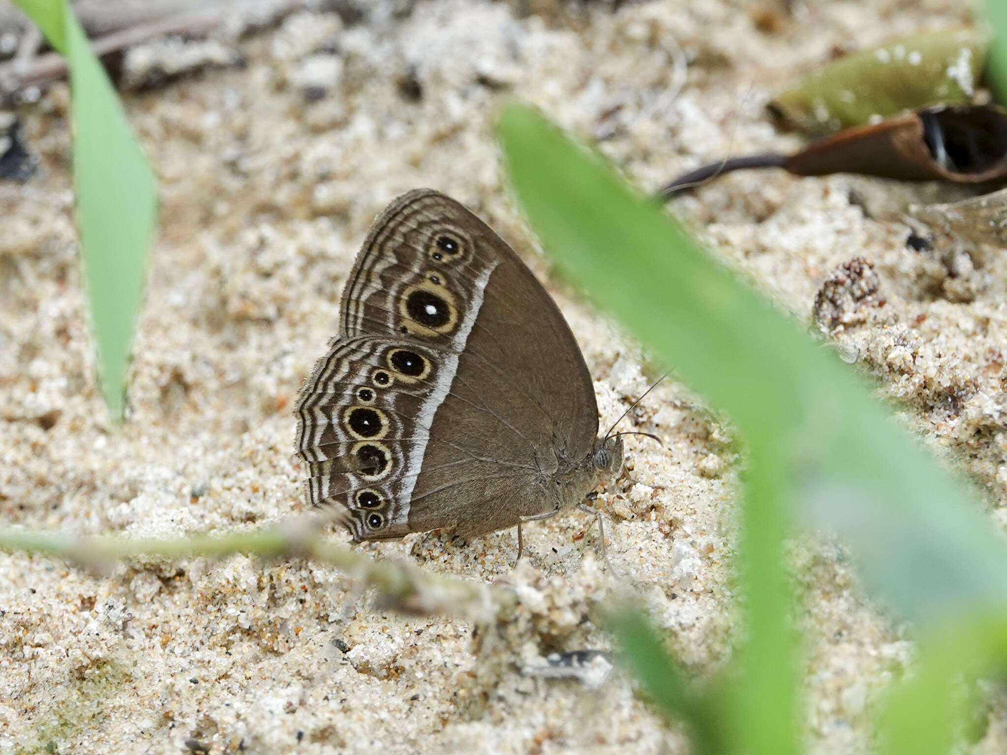 Imagem de Mycalesis mineus Linnaeus 1858