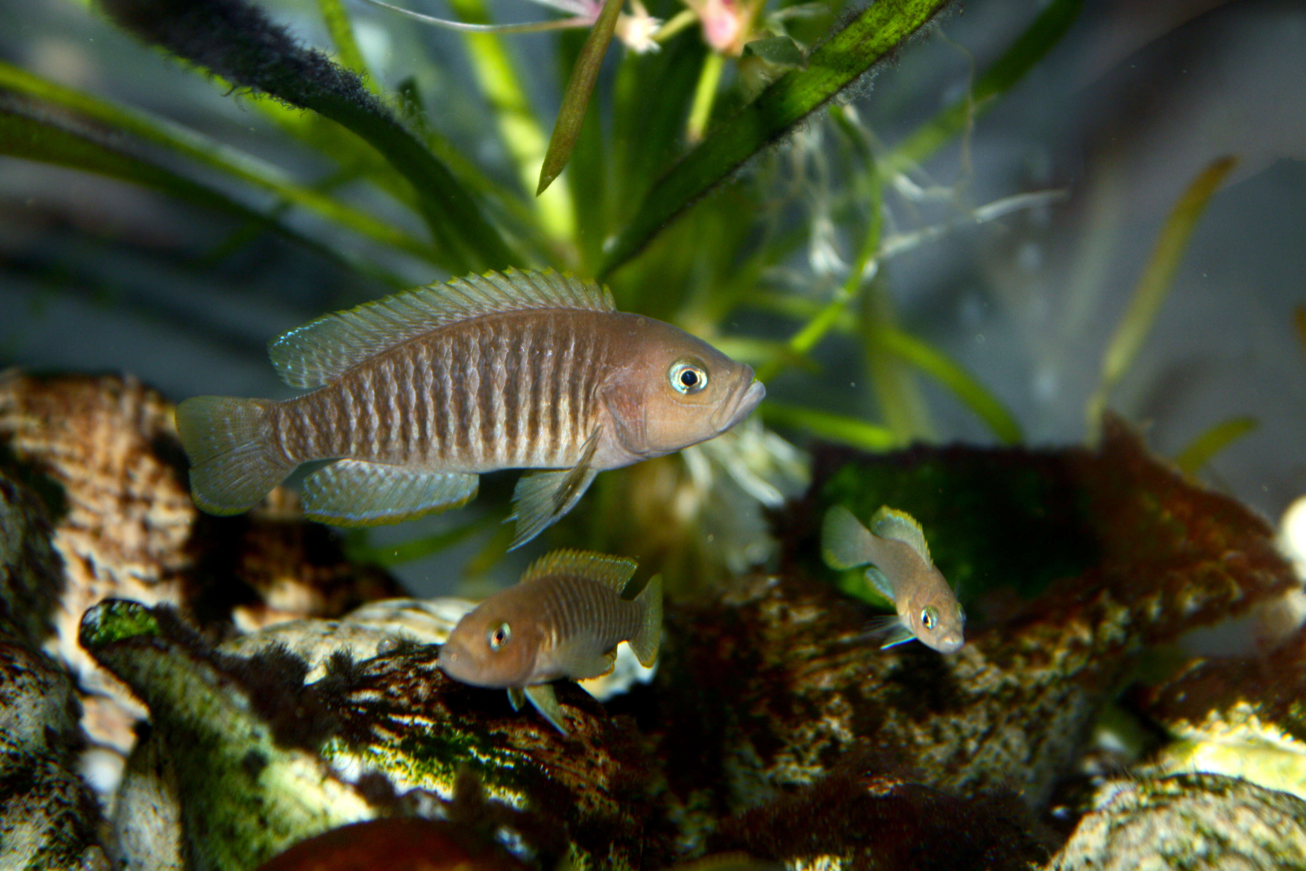 Image de Neolamprologus multifasciatus (Boulenger 1906)