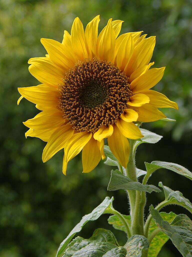 Image of common sunflower