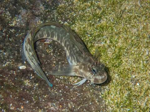 Image of Zebra Blenny