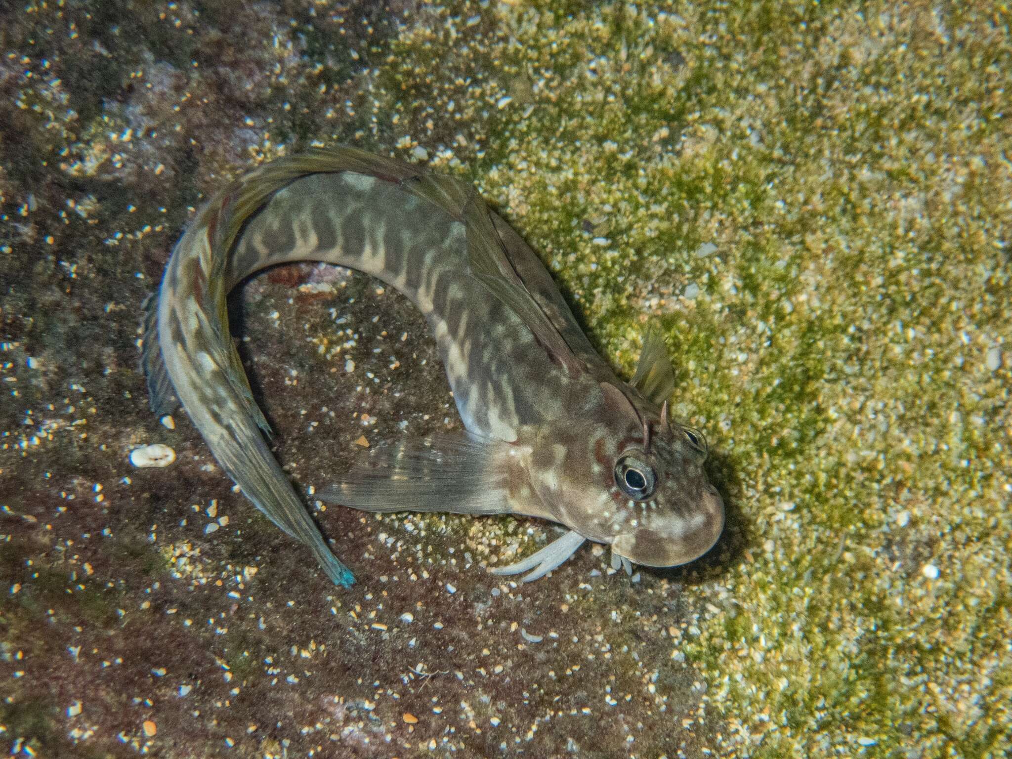 Istiblennius zebra (Vaillant & Sauvage 1875) resmi