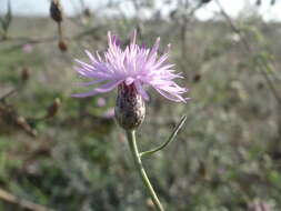 Слика од Centaurea odessana Prodan