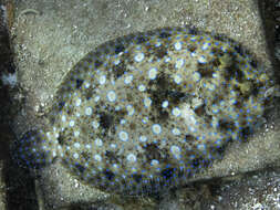 Image of Flounder