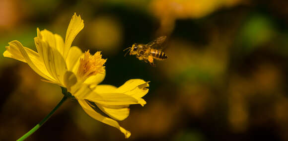 Image of sulphur cosmos