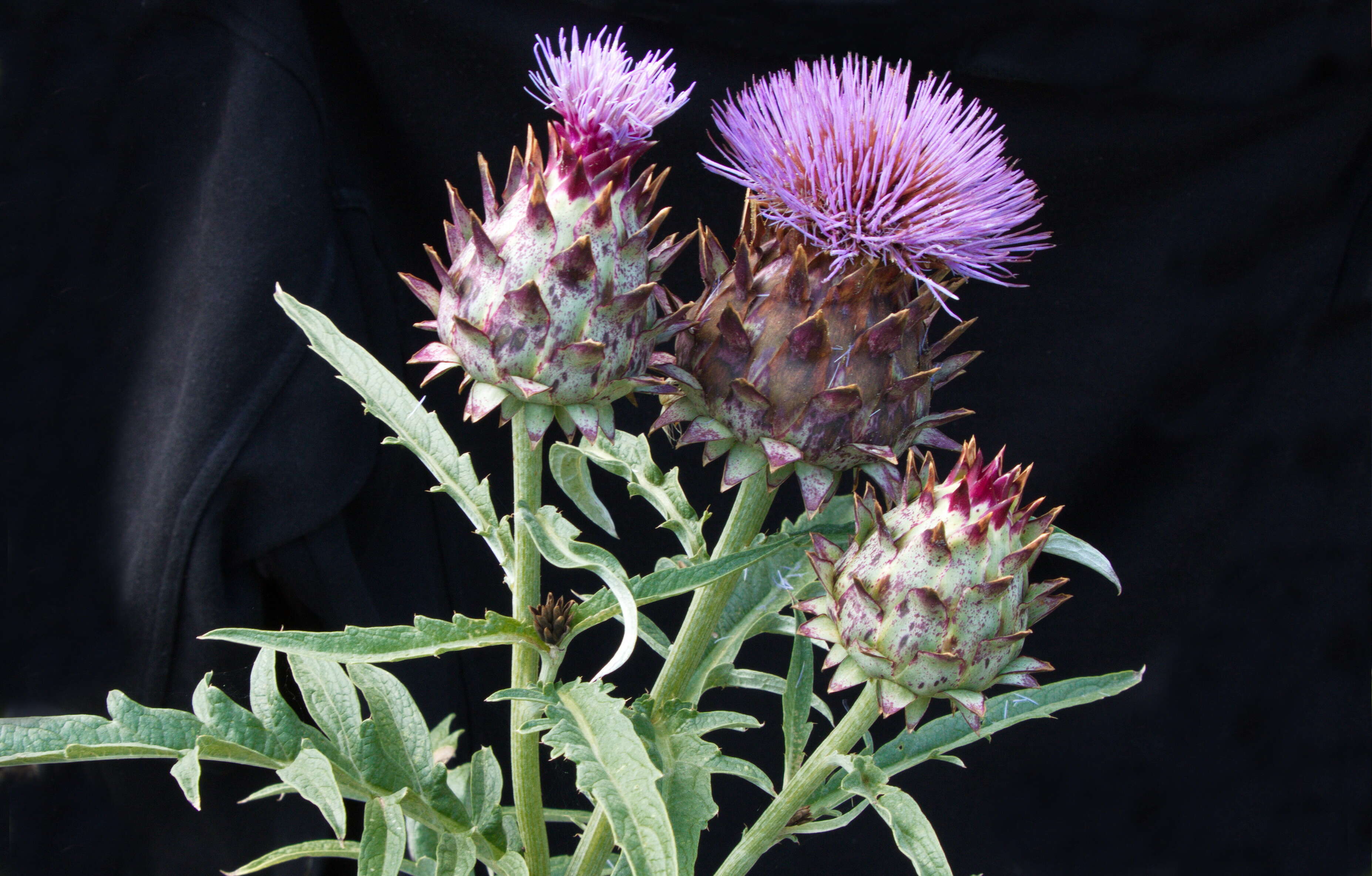 Image of cardoon