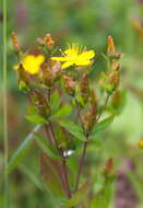 Image de Hypericum kamtschaticum Ledeb.