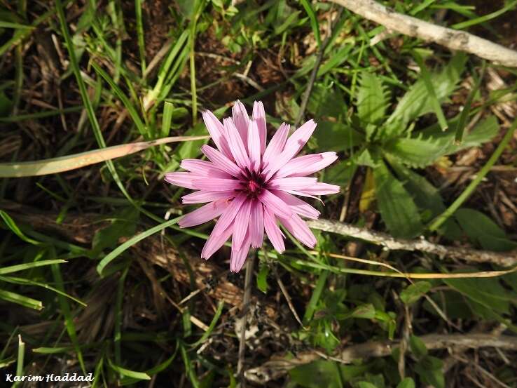 Pseudopodospermum undulatum (Vahl) Zaika, Sukhor. & N. Kilian resmi