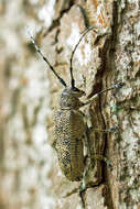 Image of Poplar Long-Horned Beetle