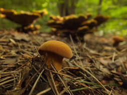 Imagem de Buchwaldoboletus lignicola (Kallenb.) Pilát 1969