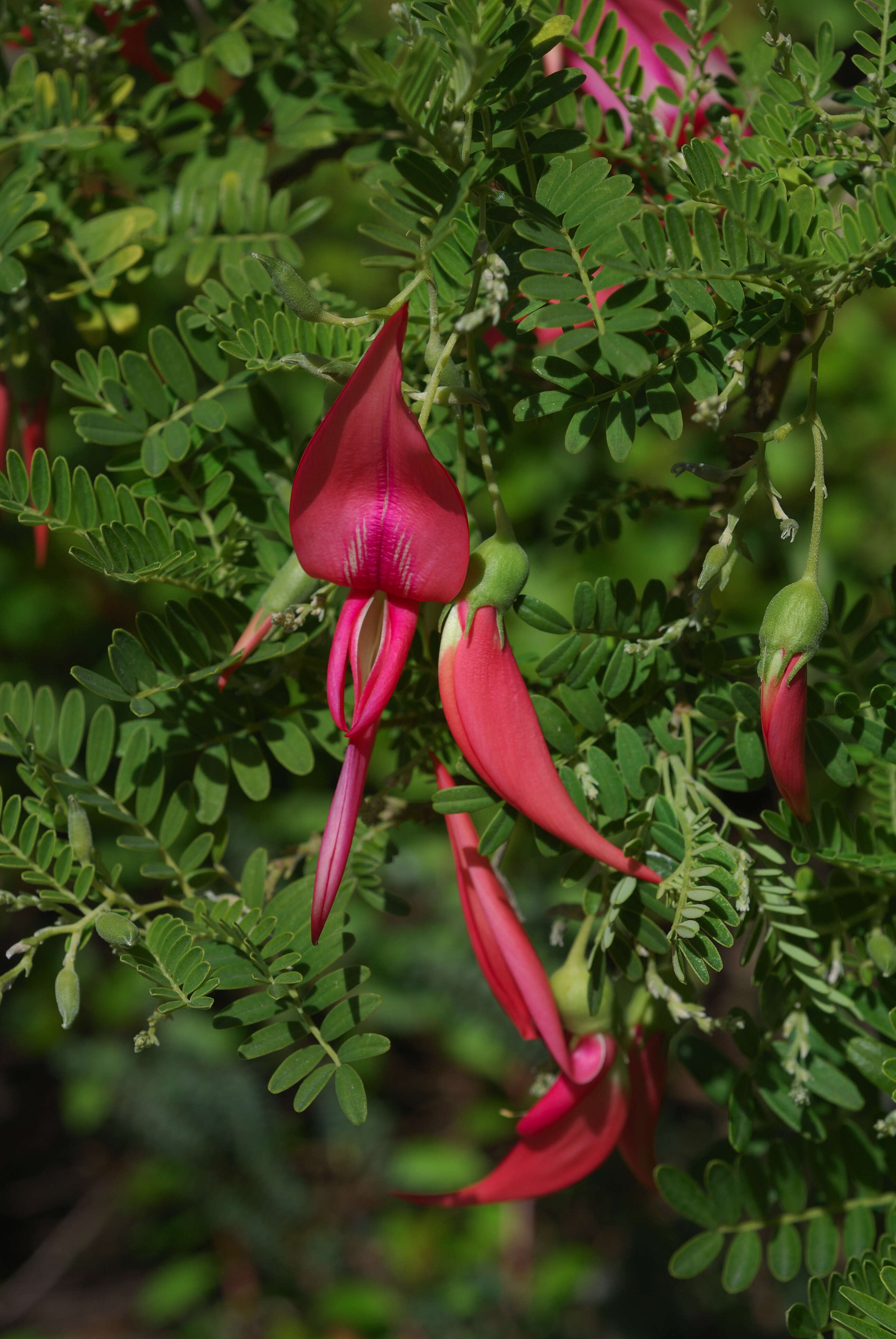 Слика од Clianthus