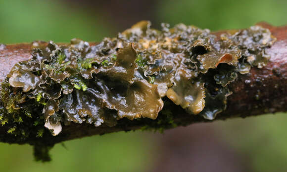 Image of Pimpled kidney lichen