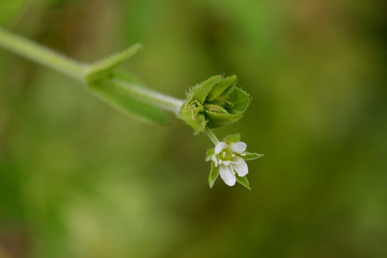 Image de Arenaria lanuginosa (Michx.) Rohrb.