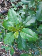 Image of Coprosma macrocarpa Cheeseman